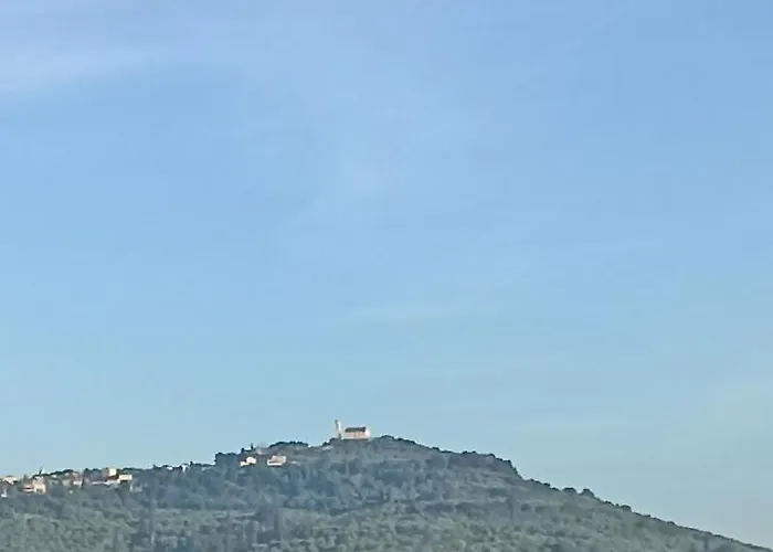 Hector's אליקאנאס